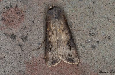 Kommajordfly - Dark Sword-grass (Agrotis ipsilon)