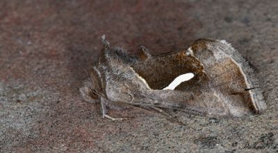 Droppmetallfly - Dewick's Plusia (Macdunnoughia confusa)