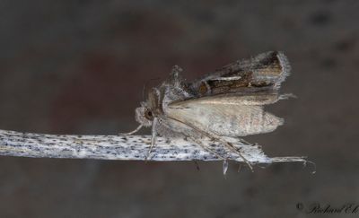 Droppmetallfly - Dewick's Plusia (Macdunnoughia confusa)