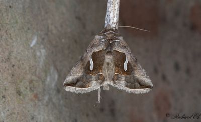 Droppmetallfly - Dewick's Plusia (Macdunnoughia confusa)