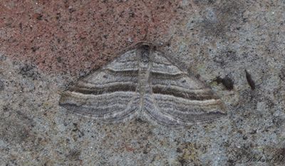 Mellanmätare - Oblique Striped (Phibalapteryx virgata)