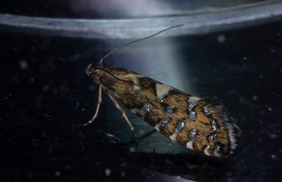 Frylhakmal (Glyphipterix bergstraesserella)