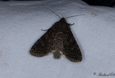 Vitpunkterat lundfly - White Colon (Sideridis turbida)