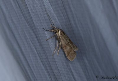 Större backmott - Dingy Knot-horn (Hypochalcia ahenella)