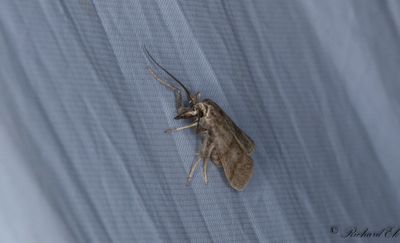 Strre backmott - Dingy Knot-horn (Hypochalcia ahenella)