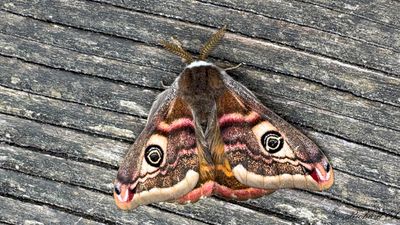 Mindre påfågelspinnare - Emperor Moth (Saturnia pavonia)