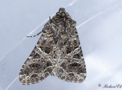 Strre vitblrefly - The Lychnis (Hadena bicruris)