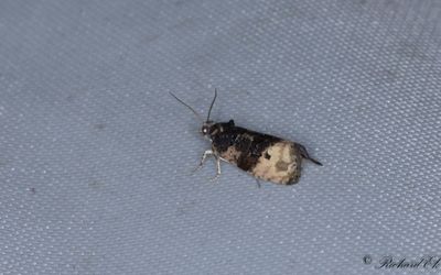 Svartpunktsbrokvecklare (Hedya atropunctana)
