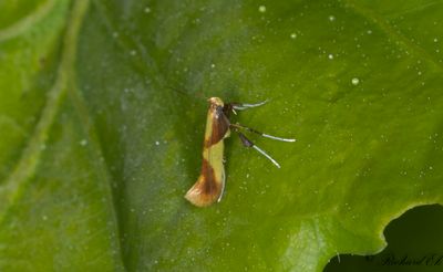 Strre ekstyltmal (Caloptilia alchimiella)