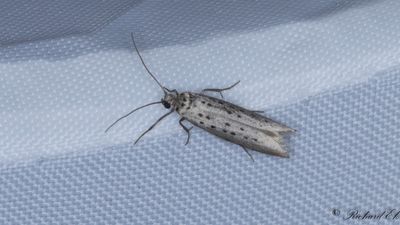 Blyspinnmal (Yponomeuta sedellus)