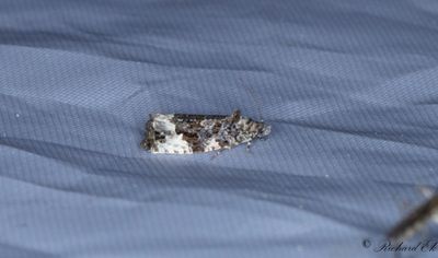 Mindre brämknoppvecklare (Apotomis sororculana)