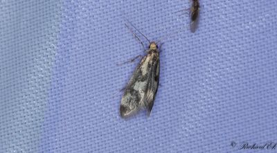 Ljusgul barrskogspraktmal (Denisia stipella)