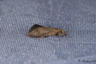 Gulstjärtad brunpraktmal (Crassa unitella)
