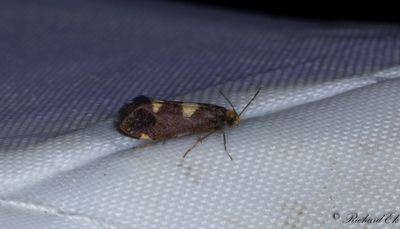 Blåbärsbladskärare - Common Bright (Incurvaria oehlmanniella)