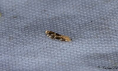 Ekkronmal (Bucculatrix ulmella)