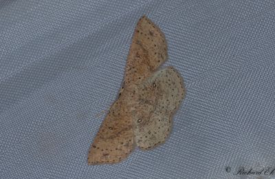 Brunvattrad gördelmätare - False Mocha (Cyclophora porata)