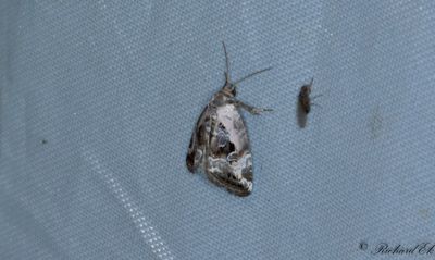 Mindre glansfly - Rosy Marbled (Elaphria venustula)