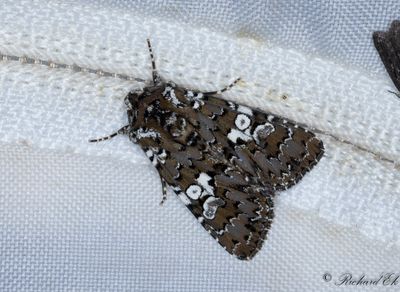Vitfläckat nejlikfly - White Spot (Hadena albimacula)