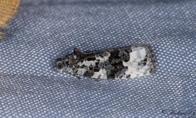 Vitfläckig björkknoppvecklare - White-shouldered Marble (Apotomis turbidana)