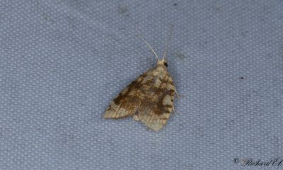 Gul ekbredvecklare (Aleimma loeflingiana)