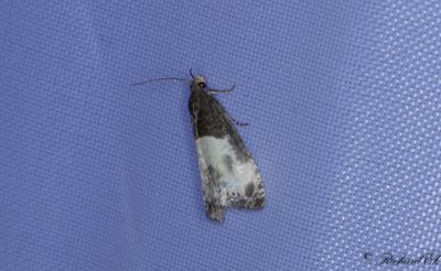 Större nyponvecklare (Notocelia cynosbatella)