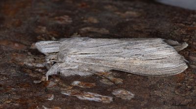 Skuggkapuschongfly - The Shark (Cucullia umbratica)