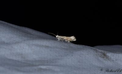 Hagtornskronmal (Bucculatrix bechsteinella)