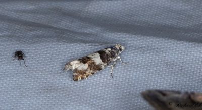 Björkrullvecklare - Birch Bell (Epinotia demarniana)