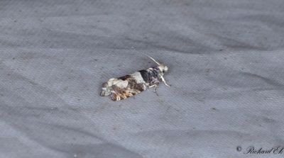 Bjrkrullvecklare - Birch Bell (Epinotia demarniana)