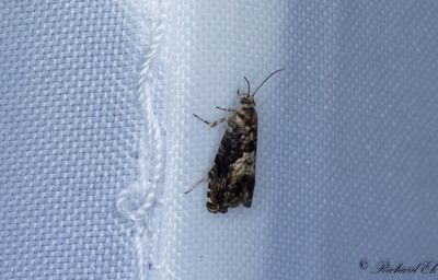 Ekgallssolvecklare (Pammene albuginana)