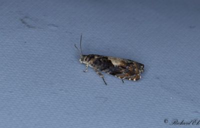Ekgallssolvecklare (Pammene albuginana)