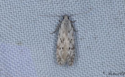 Grå björkkantmal - Black-speckled Groundling (Carpatolechia proximella)
