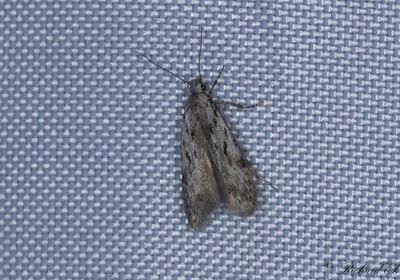 Gr bjrkkantmal - Black-speckled Groundling (Carpatolechia proximella)