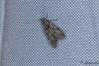 Gr bjrkkantmal - Black-speckled Groundling (Carpatolechia proximella)