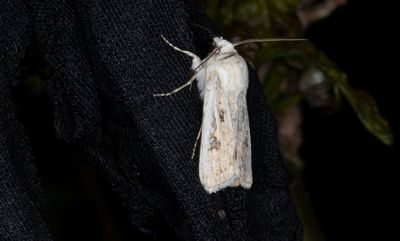 Havsstrandsjordfly - Sand Dart (Agrotis ripae)