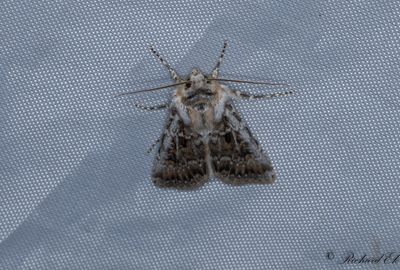 Havsstrandsjordfly - Sand Dart (Agrotis ripae)