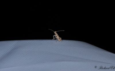 Kaprifolguldmal (Phyllonorycter trifasciellus)