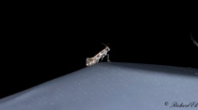 Kaprifolguldmal (Phyllonorycter trifasciellus)