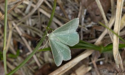 Ljunglundmätare - Small Grass Emerald (Chlorissa viridata)