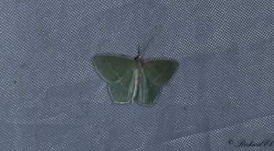 Ljunglundmtare - Small Grass Emerald (Chlorissa viridata)
