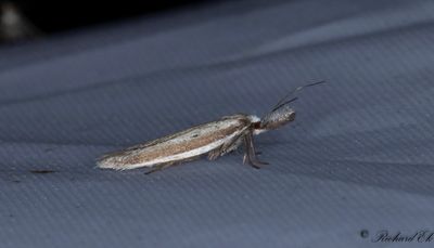 Palpljungmal - Light Streak (Pleurota bicostella)