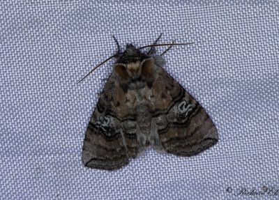 Rödaktig blekmaskspinnare - Figure of Eighty (Tethea ocularis)