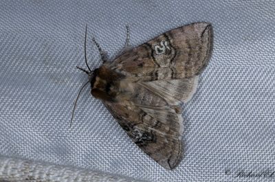 Rdaktig blekmaskspinnare - Figure of Eighty (Tethea ocularis)