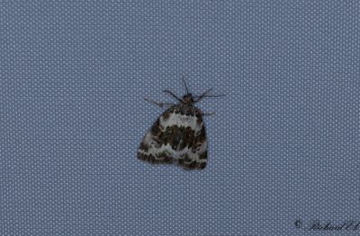 Vitbandat glansfly - Pretty Marbled (Deltote deceptoria)