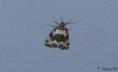 Vitbandat glansfly - Pretty Marbled (Deltote deceptoria)