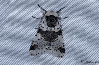 Snövit gaffelsvans - Alder Kitten (Furcula bicuspis)