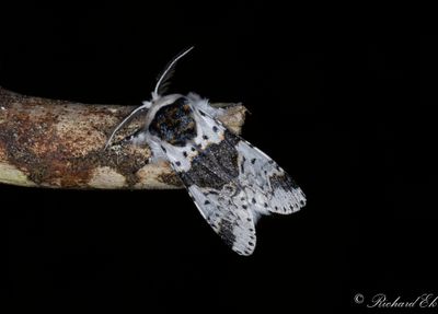 Snvit gaffelsvans - Alder Kitten (Furcula bicuspis)