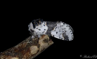Snvit gaffelsvans - Alder Kitten (Furcula bicuspis)