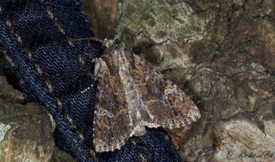 Flenängsfly - Small Clouded Brindle (Apamea unanimis)