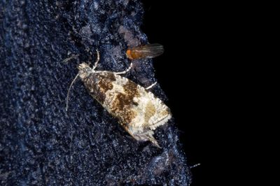 Klubbfläckad brokvecklare - Dusky Leafroller (Orthotaenia undulana)
